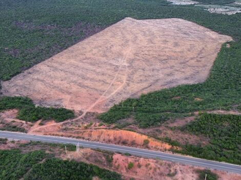 Limpeza de terreno.